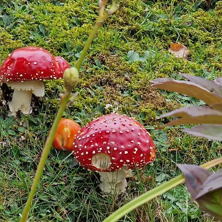 Seeblick In Schwarzwald Appartement