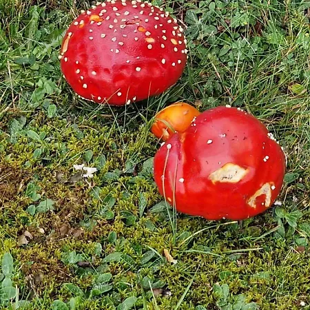 Seeblick In Schwarzwald Feldberg (Baden-Wurttemberg)