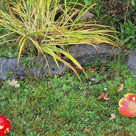 Appartement Seeblick In Schwarzwald